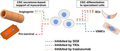 Effects of Cardiotoxins on Cardiac Stem and Progenitor Cell Populations